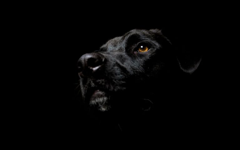 A black dog against a dark background, illustrating black-on-black readability problems